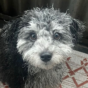 Meet your Posher, Cmm